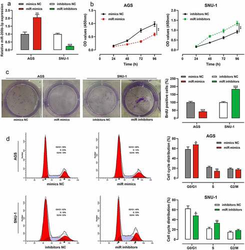 Figure 2. Effects of miR-200b-3p on growth and cell cycle of GC cells.