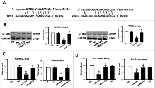 Figure 3. The TGFBR3 gene is a direct target for miR-19a and miR-424. (A) Sequence analysis revealed the two binding sites of miRNA: mRNA complementary between miR-19a, miR-424, and human TGFBR3 gene. (B) Compared with the control, transfection of miR-19a or miR-424 resulted in a significant reduction in TGFBR3 protein expression. Co-transfection of miR-19a with AMO-19a or miR-424 with AMO-424 alleviated the reduction in TGFBR3 protein expression. (C) qRT-PCR analysis revealed that miR-19a and miR-424 markedly inhibited TGFBR3 mRNA expression. (D) Compared with the control, transfection of miR-19a or miR-424 with the luciferase reporter gene linked to the wild-type 3′-UTR of TGFBR3 resulted in a significant reduction in luciferase activity. Co-transfection of miR-19a with AMO-19a or miR-424 with AMO-424 alleviated the reduction in luciferase activity. Three independent experiments (n = 3) were performed for each condition. Data are shown as the mean ± SEM. *p < 0.05 vs. control,# p < 0.05 vs. miR-19a or miR-424 correspondingly. Ctl control, NC transfection of negative control, miR-19a transfection of miR-19a, +AMO-19a co-transfection of miR-19a and its inhibitor (AMO-19a), miR-424 transfection of miR-424, +AMO-424 co-transfection of miR-424 and its inhibitor (AMO-424).