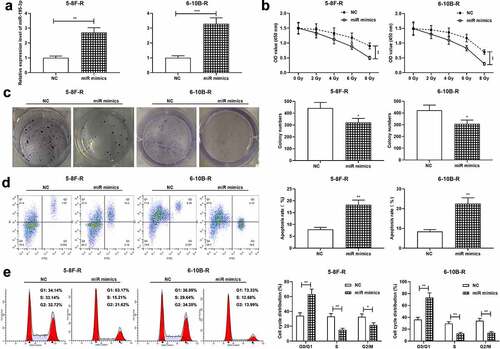 Figure 2. Effect of miR-195-3p on growth, apoptosis, cell cycle and radiosensitivity of NPC cells