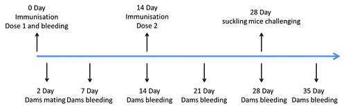 Figure 10. Timeline of mouse challenge procedures in the maternal antibody protection assay.