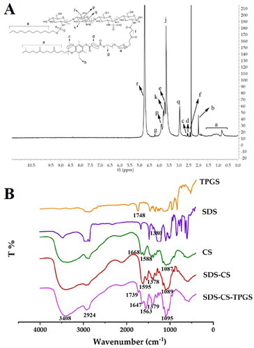 Figure 2. The 1H NMR spectra (B) and FT-IR spectra (C) of the SDS-CS-TPGS copolymer.
