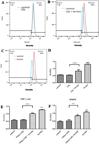 Figure 1. Flow cytometry analysis of lipid peroxidation in macrophages. THP-1 macrophages were incubated (A) for 24 h with medium alone and then for 24 h with LDL (200 µg protein/ml) or (B) for 24 h with ferritin (100 µg protein/ml; 0.227 µM) and then for 24 h with ferritin plus LDL (200 µg protein/ml) or (C) for 24 h with ferritin and for 24 h with ferritin alone. The cells were then incubated with Foam-LPO (2 µM) for 15 min at room temperature and analyzed by flow cytometry. The fluorescence in the red channel is shown. (D and E) THP-1 macrophages or (F) human monocyte-derived macrophages were incubated alone or with ferritin (100 µg protein/ml; 0.227 µM) for 24 h. The cells were then incubated for another 24 h without ferritin but with native LDL or sphingomyelinase-modified LDL or with ferritin alone or ferritin together with native LDL or sphingomyelinase-modified LDL (all LDL concentrations were 200 µg protein/ml). The cells were then incubated with Foam-LPO (2 µM) for 15 min at room temperature and analyzed by flow cytometry. Lysosomal lipid peroxidation was quantified by the ratio of mean fluorescence intensity in the green and red channels (FL1/FL2). The control cells were not exposed to ferritin or LDL. *p < 0.05, **p < 0.01, and ***p < 0.001 compared with control cells, ≠≠p < 0.01 and ≠≠≠p < 0.001 for the shown comparison for three independent experiments.