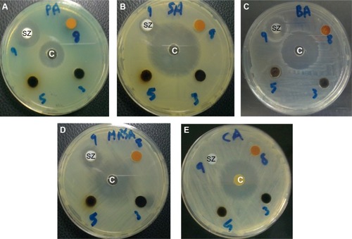 Figure 9 Antimicrobial activity of sulphated zirconia nanoparticles (SZ), against bacteria and yeast, using disk agar diffusion method.Notes: Photographs of SZ nanoparticles: (A) Pseudomonas aeruginosa, (B) Salmonella choleraesuis, (C) Bacillus subtilis, (D) methicillin-resistant Staphylococcus aureus, and (E) Candida albicans. Control antimicrobial agents (C) (ampicillin for Gram-negative, streptomycin for Gram-positive, and nystatin for Candida albicans).