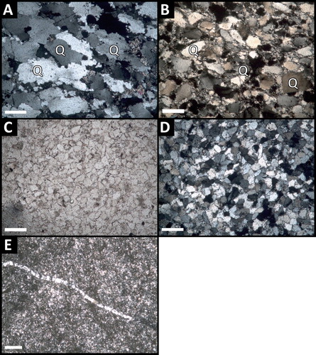 Figure 6. Selected photomicrographs showing metasedimentary clast mineralogy and textures in plane- (PPL) and cross-polarised light (CPL). Scale bar is 200 μm. (A) Wh285 (CPL), metasedimentary clast with sutured quartz (Q: quartz). (B) Pu226 (CPL), metasedimentary clast with sutured quartz (Q: quartz) in a silt matrix. (C/D) Wh277.1 (PPL/CPL), metasedimentary clast, subangular very fine sandstone with dirty grain boundaries. (E) Pu227.1 (CPL), cream coloured sedimentary clast with fine silt quartz and clay matrix. Vein in centre filled with quartz.