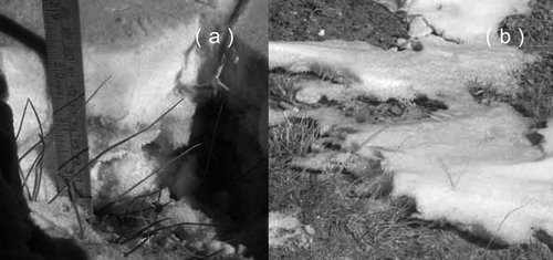 Figure 7 Snow layer observed at (a) S5 point, and (b) S6 point. S6 point is the same location as D66 CEOP-AWS site. Snow depths are 10 cm and 5 cm, respectively.