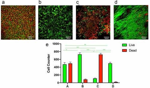 Figure 2. Staining for live and dead cells on the luminal surface of the tubes. static(a); constant 60s pulse(b), constant 1 s pulse(c), gradually increased the pulse frequency (d). live and dead cell counts in different groups (e). scale bars = 100 um.