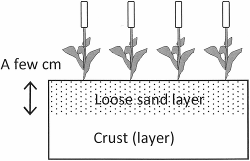 Figure 6 Schematic diagram of the topsoil.