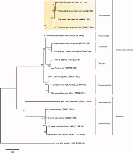 Figure 1. Consensus tree of Thoosa mismalolli using Maximum-Likelihood (ML) method based on complete mitogenomes of species belonging to subclass Heteroscleromorpha and Verongimorpha. Bootstrap values are indicated above the principal node with 1000 bootstrap replicates. Taxon names are followed by their Genbank accession number. Yellow box indicates the Tetractinellida Order.