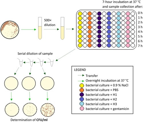 Figure 1 Schematic protocol for determination of growth-inhibitory effect of AM homogenate on UPEC, S. aureus and S. marcescens in a liquid culture medium.Abbreviations: CFU, colony forming unit; H1, undiluted AM homogenate; H2, 2-fold diluted AM homogenate; H3, 4-fold diluted AM homogenate.