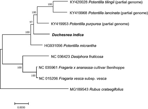 Figure 1. Neighbor joining phylogenetic tree (bootstrap repeat is 10,000) of nine Rosaceae partial or complete chloroplast genomes: Duchesnea indica (MK134678; this study), Potentilla tilingii (KY420028; partial genome), Potentilla lancinata (KY419968; partial genome), Potentilla purpurea (KY419953; partial genome), Potentilla micrantha (HG931056), Dasiphora fruticosa (NC 036423), Fragaria x ananassa cultivar Benihoppe (NC_035961), Fragaria vesca subsp. vesca (NC_015206), and Rubus crataegifolius (MG189543). The numbers above branches indicate bootstrap support values of the neighbor joining tree.