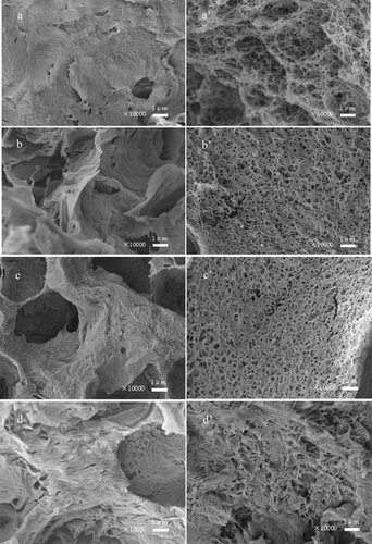 Figure 4. SEM diagrams of PLLA scaffolds fabricated without/with aging by the different molecular weight of PEG (the molecular weight of PEG were 6000(a, a′), 4000(b, b′), 2000(c, c′), 1500(d, d′), respectively).