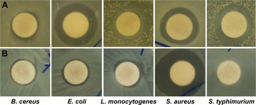 Figure 8 Synergistic antibacterial potential of gold nanoparticles with kanamycin (A) and rifampicin (B).Abbreviations: B. cereus, Bacillus cereus; E. coli, Escherichia coli; L. monocytogenes, Listeria monocytogenes; S. aureus, Staphylococcus aureus; S. typhimurium, Salmonella typhimurium.