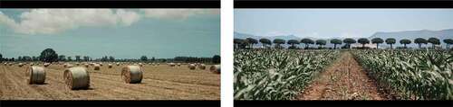 Figure 3-4. Screenshots from The Harvest: the Italian landscape from static, central perspectives.