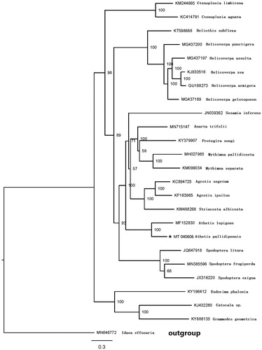 Figure 1. Maximum-likelihood tree of evolutionary relationships A. pallidipennis based on the complete mitogenomes of 25 Lepidopteran moths. The marked * is the sample sequence in this study.