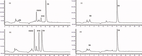 Figure 1. HPLC chromatograms of tea infusions at 280 nm. (a) Oolong tea (Dilmah), (b) green tea (Akbar), (c) black tea (Twining Lapsang Souchang) and (d) pu-erh red tea (Dilmah). GA, gallic acid; EGCG, epigallocatechingallate; ECG, epicatechingallate; CA, caffeine. Figura 1. HPLC de infusiones de té a 280 nm. (a) té oolong (Dilmah), (b) té verde (Akbar), (c) té negro (Twining Lapsang Souchang) y (d) té rojo Pu-erh (Dilmah). GA, ácido gálico; EGCG, epigalocatequina galata; ECG, epicatequina galata; CA, cafeína.