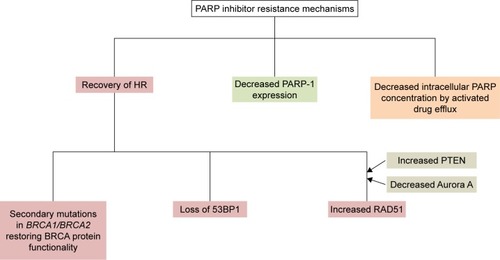 Figure 1 Conceptual diagram of resistance mechanisms to PARP inhibitors.