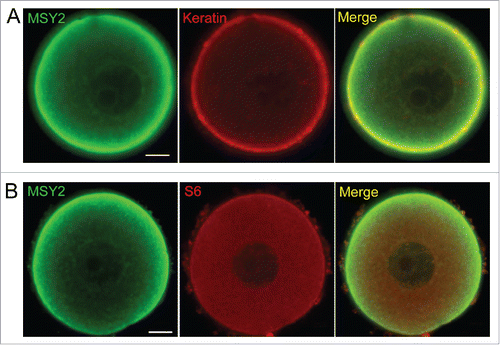 Figure 5. MSY2 is associated with CPLs. (A) Representative confocal images of MSY2 (green) and Pan Keratin (red) in the normal oocytes. (B) Representative confocal images of MSY2 (green) and S6 (red) in the normal oocytes. Scale bar, 10 μm.
