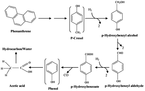 Figure 5. Proposed anaerobic biotransformation pathway of phenanthrene by sulfate-reducing bacteria.