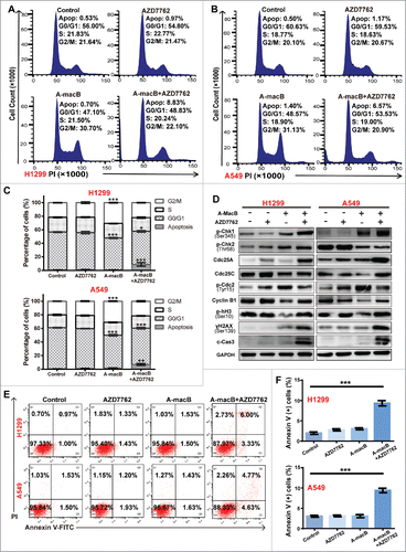 Figure 6. AZD7762 abrogates A-macB-induced G2/M arrest and enhances apoptosis triggered by A-macB. (A-C) The Chk1/2-specific inhibitor AZD7762 abrogated the G2/M arrest induced by A-macB. NSCLC cells were treated with AZD7762 (100 nM) or DMSO (vehicle) for 2 h prior to exposure to 1 μM A-macB. The cell cycle distribution was detected by flow cytometry. (D) The function of Chk1/2 was suppressed by AZD7762, leading to Cdc25C hyperactivity and decreased Cdc2/cyclin B dephosphorylation; this enabled the cells to enter mitosis with DNA damage, resulting in mitotic catastrophe, a phenomenon reflected by the levels of γH2AX, p-hH3 and cleaved caspase 3. (E and F) Enhanced cytotoxic effect of AZD7762 to A-macB. H1299 and A549 cells were pretreated with or without 100 nM AZD7762 for 2 h. Then the cells were incubated with 0.1% DMSO, 100 nM AZD7762, A-macB, or A-macB+AZD7762 for 24 h, respectively. A-macB was administered at a non-cytotoxic concentration (1 μM). The apoptotic status of the cells was examined by flow cytometry. Data are presented as the mean ± SEM (*p < 0.05, **p < 0.01, ***p < 0.001).