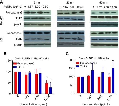 Figure 6 The expression of Pro-caspase3 and TLR2 protein in HepG2 cells and L02 cells after 72-hr exposure of different sized gold nanoparticles (AuNPs). β-actin was used as internal control. (A) Western blot results detected by enhanced chemiluminescence and an X-ray-film exposure system. Relative densitometric value of Pro-caspase3 and TLR2 protein normalized by β-actin in HepG2 cells (B) and L02 cells (C). Data are expressed as means ± SEM of three independent experiments. **P<0.01, when compared with control.