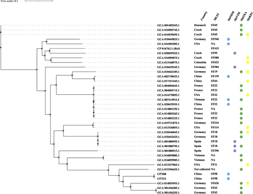 Figure 2 A whole-genome sequence phylogenetic tree calculated from Cf7308, Cf7313, and 34 available genomes of C. freundii producing less common beta-lactamase such as OXA beta-lactamases, KPC, VIM, and NDM. C. freundii strain B38 (GenBank accession number CP016762) was used as the reference genome for comparison. NA of MLST indicates not be assigned a matched ST when querying the multilocus sequence typing (MLST) database of Citrobacter spp.