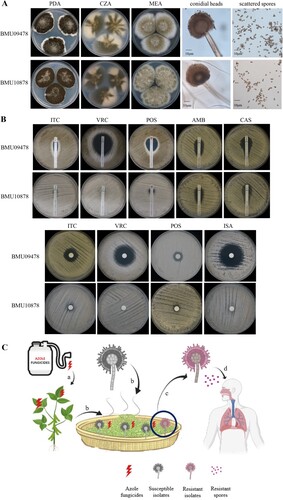 Figure 1. (A) Morphology of A. luchuensis BMU09478 and BMU10878 following 7-day-culture at 25°C. PDA: black granular colony; CZA: cottony, brown-yellow colony; MEA: velvet-like, yellow-green colony; corolla-like conidial heads with conidiogenous cells; scattered spores. (B) Antifungal susceptibilities of BMU09478 and BMU10878 to ITC, VRC, POS, AMB, CAS determined by E-test; ITC (80 μg), VRC (10 μg), POS (10 μg), ISA (80 μg) determined by disk diffusion. ITC, itraconazole; VRC, voriconazole; POS, posaconazole; ISA, isavuconazole; AMB, amphotericin B; CAS, caspofungin. (C) (a) Crops are exposed to triazole fungicides. (b) Crops applied with fungicides are further fermented with A. luchuensis. (c) Triazole-resistant isolates of A. luchuensis are selected by residues of the fungicides. (d) Triazole-resistant spores inhaled by immunocompromised patient causing IPA and failing in triazole-therapy.