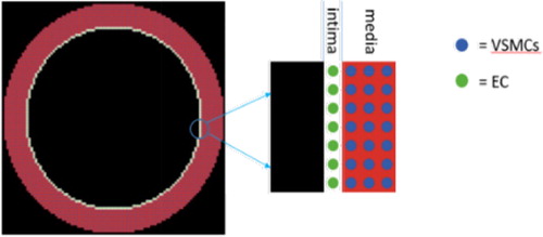 Figure 1. ABM of a 1 mm diameter artery.