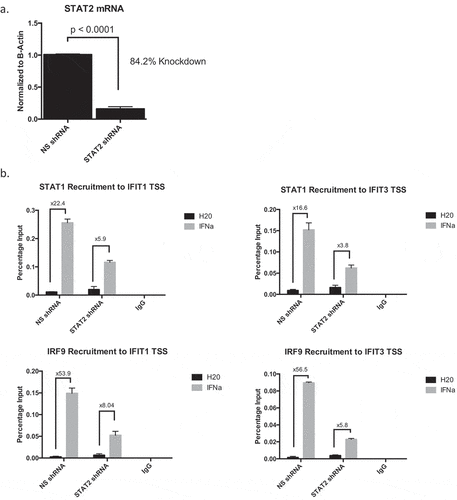 Figure 4. ISGF3 binding is severely hindered in the absence of STAT2.