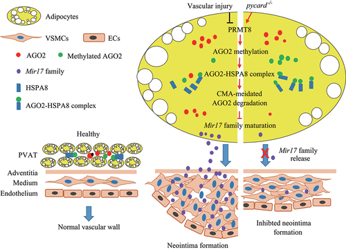 Figure 8. Proposed scheme illustrating the role of pycard KO on miRNA maturation and neointima formation. In healthy condition, AGO2 in PVAT regulates miRNA homeostasis, which maintains normal vascular function. pycard deficiency increases PRMT8 that induces AGO2 methylation, the methylated AGO2 binds to HSPA8 and increases AGO2 degradation by CMA. The reduction of AGO2 inhibits Mir106-family maturation, attenuating vascular injury-induced neointima formation.