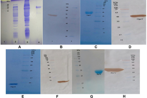 Figure 1 (A) Expressed and purified chimeric protein in the SDS-PAGE. The gel (12% w/v) was stained with the Coomassie blue G-250. Lane 2, pellet of the uninduced bacteria with IPTG; lane 1, standard protein size marker (kDa); lane 3, pellet of IPTG-induced bacteria; lane 4, Purification of the chimeric protein on the SDS-PAGE. (B) Confirmation of the chimeric protein through the Western blotting. (C) The OprF protein purified in the SDS-PAGE (12% w/v gel). (D) The OprF protein approved by the Western blotting. (E) The OprI protein purified in the SDS-PAGE by 9% w/v gel. (F) Confirmation of the OprI protein through the Western blotting. (G) The PcrV protein purified in the SDS-PAGE by 12% w/v gel. (H) The PcrV protein approved by the Western blotting.