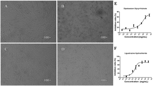 Figure 2. Effects of dipotassium glycyrrhizinate and ligustrazine hydrochloride on CEF cells infected by IBDV. (A) CEF control, the cells displayed normal shape, satisfactory refractivity and confluent monolayer; (B) IBDV negative control, after 72 h incubation with IBDV, the cells presented some morphological changes including monolayer, lyses, granulation, pyknosis, condensation, vacuolization in the cytoplasm and darkening of cell boundaries; (C and D) after 72 h co-incubation with IBDV and dipotassium glycyrrhizinata (C) or ligustrazine hydrochloride (D), the apoptotic morphological changes were significantly weaker, the number of living cells was more numerous and the cell monolayer was more confluent compared with that in (B, E and F): the data indicated that dipotassium glycyrrhizinate (E) and ligustrazine hydrochloride (F) had significant inhibitory effects with dose-dependent patterns.