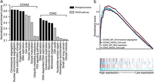 Figure 2. Gene set enrichment analyses of CCNA2 and CDK2. A. The five most common KEGG pathways or biological processes of each dataset (q < 0.01). B. The highest normalized enrichment score terms of each dataset. Abbreviations: KEGG: Kyoto Encyclopedia of Genes and Genomes; P53: tumor protein p53; CCNA2: cyclin A2; CDK2: cyclin-dependent kinase 2.