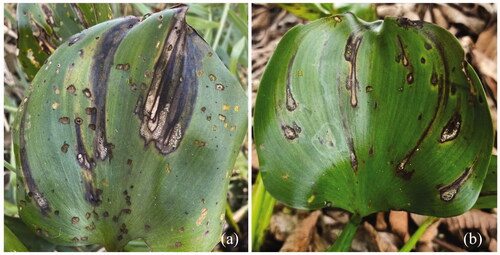 Figure 3. (a) Symptoms of leaf blight disease of water hyacinth in nature. (b) Pathogenicity test by spraying the spore suspension on water hyacinth leaves; all of the inoculated leaves showed symptoms after 2 weeks inoculation.