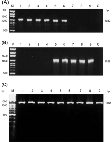 Figure 1. Amplification of the σC-encoding and σNS-encoding genes of ARV isolates. The PCR product (1022 bp) was amplified from the σC-encoding gene of ARV isolates using primer pairs S1A/S1H (1a) and S1A1/ S1B1 (1b). The PCR product (1152 bp) was amplified from the σNS-encoding gene of ARV isolates using primers S41 and S42 (c). Lane M, molecular weight marker of 1 kb DNA ladder; lane 1, S1133; lane 2, 2408; lane 3, 750505; lane 4, 601SI; lane 5, 601G; lane 6, R2/TW; lane 7, 916; lane 8, 918; lane 9, 1017-1; lane C, negative control.