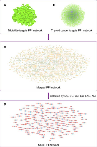 Figure 2 Construction of PPI networks. (A) Triptolide target PPI network. (B) Thyroid cancer target PPI network. (C) Merged PPI network. (D) Core PPI network.