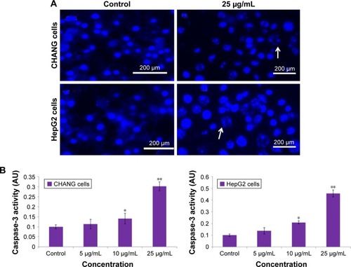 Figure 7 (A) Chromosomal condensation and (B) induction of caspase-3 activity in CHANG and HepG2 cells after exposure to rGO–Ag nanocomposite for 24 h.Notes: Each value represents the mean±SE of three experiments. *p<0.05 and **p<0.01 vs control. Arrows indicate fragmented chromosome.Abbreviations: rGO–Ag, silver-doped reduced graphene oxide; SE, standard error.