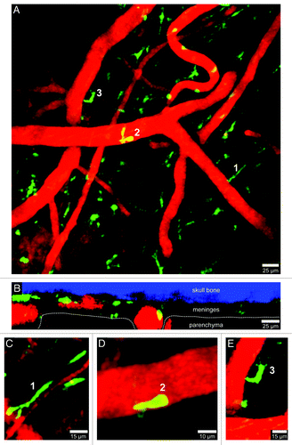 Figure 2. Visualization of peripherally-derived myelomonocytic cells in LysM-GFP mice. A 3D time-lapse was captured through a thinned skull window of a naïve LysM-GFP mouse in a manner similar to that described in Figure 1. Monocytes, macrophages, and neutrophils (but not microglia) are visible in this transgenic mouse strain. Panel A (xy maximal projection) shows the distribution of myelomonocytic cells (green) in relation to blood vessels (red). Note in B (xz projection) that the LysM-GFP+ cells reside exclusively in the meningeal and perivascular spaces. Three cellular morphologies are depicted in panels C–E (labeled 1–3). Worm-like meningeal macrophages (C) are visible along meningeal blood vessels similar to those seen in CX3CR1-GFP+/− mice. On occasion, neutrophils / monocytes (D) can be observed patrolling blood vessels. In addition, amoeboid cells (E) are also visible around blood vessels (possibly perivascular macrophages). Skull bone is shown in blue. See Video S2.