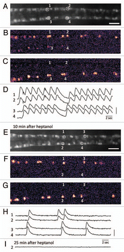 Figure 1 Calcium imaging of the motor circuit in the zebrafish spinal cord during spontaneous contractions. (A) Expression of GCaMP-HS in the CaP motor neurons in the spinal cord. A dorsal view of the SAIG213A;UA S:GCaMPHS double transgenic embryo embedded in 2% low-melting agarose under a fluorescence microscope and treated with a neuromuscular junction blocker, D-tubocurarine. CaP neurons #1–#4 were used as ROIs (regions of interest). Anterior to the left. Scale bar: 200 µm. (B and C) Calcium signals of the CaP motor neurons with pseudocolors (see also www.youtube.com/watch?v=6y44uxrh7z4). (B) The CaP motor neurons on the right side including ROI-1 and -2 showed increased fluorescence. (C) The CaP motor neurons on the left side including ROI-3 and -4 showed increased fluorescence. (D) The fluorescence changes in the selected CaP motor neurons. 1 and 2 (3 and 4) are activated synchronously, and the right (1 and 2) and left (3 and 4) neurons are activated alternately. A vertical bar indicates (F-resting F)/resting F = 50%. (E) A dorsal view of the SAIG213A;UA S:GCaMPHS double transgenic embryo embedded in 2% low-melting agarose under a fluorescence microscope and treated with a gap junction blocker, heptanol, for 10 min. Anterior to the left. Scale bar: 200 µm. (F and G) Calcium imaging of the CaP motor neurons in the presence of heptanol with pseudocolors (see also www.youtube.com/watch?v=3xhw9D35H5w). (F) The CaP motor neurons on the right side including ROI-1 and -2 showed increased fluorescence. (G) The CaP motor neurons on the left side including ROI-3 and -4 showed increased fluorescence. (H) The fluorescence changes in the selected CaP motor neurons. Synchronized activation is still observed. A vertical bar indicates (F-resting F)/resting F = 100%. (I) The fluorescence changes are not detected 25 min after the heptanol treatment.