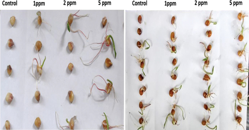 Figure 3. Representative pictures of seed germination of maize and red gram with untreated and different concentrations of ZnONPs.