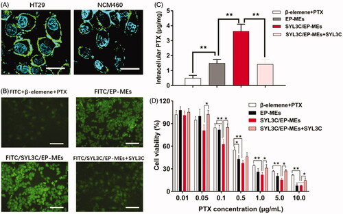 Figure 5. Cellular studies. (A) Immunofluorescence staining of HT-29 cells and NCM460 cells by anti-EpCAM antibody. The bar is 50 μm. (B) Intracellular fluorescence of HT-29 cells after treatments with different FITC-labeled formulations for 4 h. The bar is 200 μm. (C) Intracellular PTX of HT-29 cells after treatments with different PTX formulations for 4 h. n = 4, **p < .01. (D) Cytotoxicity of different formulations against HT-29 cells for 24 h. n = 6, *p < .05, **p < .01.