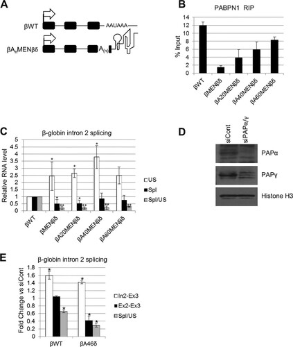 FIG 4 An internal A-tract does not promote splicing in the absence of a 3′-terminal poly(A) tail. (A) Schematics of βWT and βAnMENβδ plasmids, with the positions of the internal A-tracts within exon 3 indicated. Other symbols are the same as in Fig. 1A. (B) RNA immunoprecipitation to assay the level of unspliced β-globin RNAs bound by PABPN1 in HeLa cells transiently transfected with the βWT, βMENβδ, βA20MENβδ, βA40MENβδ, or βA60MENβδ construct. Values are expressed as % input following normalization to PSMB3 pre-mRNA levels. (C) RT-qPCR analysis of β-globin exon 2 and 3 splicing in HeLa cells transiently transfected with the βWT, βMENβδ, βA20MENβδ, βA40MENβδ, or βA60MENβδ construct. The level of each RNA species was quantitated relative to that recovered from cells transfected with the βWT construct, which was given a value of 1. (D) Western blot analysis of PAPα and PAPγ proteins in cells treated with control or PAPα- and PAPγ-specific siRNAs. Histone H3 is shown as a loading control. (E) RT-qPCR analysis of exon 2 and 3 splicing in βWT and βA46δ cells treated with control or PAPα- and PAPγ-specific siRNAs. The level of each RNA species is shown as the fold change compared to the level in control siRNA-treated cells after normalization to GAPDH mRNA. All error bars represent standard deviations for at least three biological replicates. *, P < 0.05; **, P < 0.01. US, unspliced; Spl, spliced.