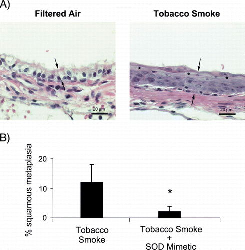 Figure 9. Effects of tobacco smoke on airways. Catalytic antioxidants attenuate squamous metaplasia from tobacco smoke. (A) Epithelial cell changes in airways from tobacco smoke‐exposed and filtered air (control) rats (epithelium is indicated between arrows). Lung sections were stained with hematoxylin and eosin for general morphology. Airway epithelium from filtered air control rats do not show the striking squamous cell metaplasia with prominent filamentous‐like cytoplasmic extensions (*) observed in the airways from rats exposed to tobacco smoke for 8 weeks. (B) Squamous metaplasia in rat lungs with or without a superoxide dismutase mimetic. The percent of airway surface expressing the type of squamous metaplasia illustrated in Fig. 9A is shown. Data are presented as mean ± SE (n = 5−6). *p < 0.05 for comparison to the tobacco smoke alone group. Adapted from Ref. Citation[[57]]. (Full color version available online.)