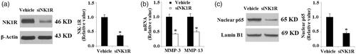 Figure 9. Silencing of NK-1R ameliorates the inflammatory response in RA-FLSs. RA-FLSs were infected with NK-1R lentiviral shRNA for 24 h. (a). Western blot analysis revealed successful knockdown of NK-1R; (b). Expression of MMP-3 and MMP-13 at the gene level determined by real-time PCR analysis; (c). Nuclear translocation of NK-1R determined by Western blot analysis (*, p < .01 vs. vehicle control).