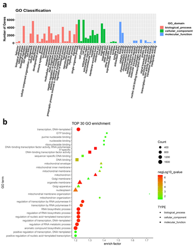 Figure 4 GO analysis of target genes of DEmiRNAs between SC and SF. (a) GO classification of target genes. (b) The top 30 most significantly enriched GO terms associated with target genes. Analysis Method: Fisher’s Exact Test (Precision Inspection), p-value < 0.05, q-value < 0.05, minimum difference count of 4.