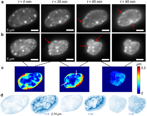Figure 6. Single cell level tracking of individual Nucblue stained nuclei in the GSK126 group of NIH 3T3 cells. (a) Snapshots of a single nucleus shows that it undergoes intranuclear shape change as shown by the change in the nuclear shape and area. Nuclear ruffling, characterized by the irregular nuclear shape at the periphery is visible (red arrow). (b) Another example of a nucleus undergoing more extreme shape and area change. Nuclear ruffling (irregularities) is visible in the xy plane which is the plane shown the images. Nuclear ruffling is very extreme in the image corresponding to 65 min. (c) Rigid body motion corrected absolute displacement map of the chromatin shows the chromatin remodeling at different pairs of timesteps i.e., 0 to 35 min, 35 min to 65 min, and 65 min to 95 min. For 65 min image, rapid inflow at certain regions inside the nucleus are shown (white arrow) which is associated with the invagination (red arrow) (d) vector map of the displacement field shows significant heterogeneity in the intranuclear space especially in the invaginated regions. The vector map at the right corresponding to the scale bar. The vector map in left shows scaled plots to show the exact location of the vectors, but do not represent the actual displacement magnitude.