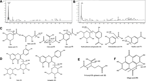 Figure 3 Ion chromatogram of AEMC (A) and AELLF (B) analyzed by HPLC-Q-TOF-MS/MS, and the structural formula of the 11 common components (C–F). (A) The total ion chromatogram of AEMC. (B) The total ion chromatogram of AELLF. (C) The structural formulas of seven organic acids. (D) The structural formulas of two flavonoids. (E) The structural formulas of amino acid. (F) The structural formulas of tannin. 9, gallic acid; 17, neochlorogenic acid; 19, chlorogenic acid; 22, cryptochlorogenic acid; 23, caffeic acid; 35, hyperoside; 37, rutin; 38, rosmarinic acid; 42, astragalin.