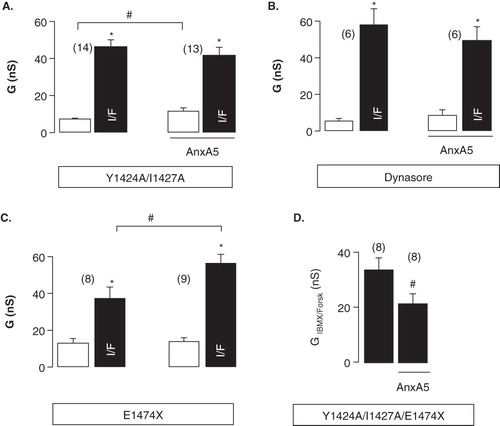 Figure 4. Enhancement of CFTR function by AnxA5 and membrane trafficking in mammalian cells. (A) Summary of the whole-cell conductances induced by I/F in HEK293 cells expressing the CFTR membrane retrieval-mutant Y1424A/I1427A in the absence or presence of AnxA5. (B) Effects of co-expression of AnxA5 on Y1424A/I1427A-CFTR in the presence of the dynamin-inhibitor dynasore (40 μM). (C) Summary of the effects of co-expression of AnxA5 on E1474X-CFTR mutant (ΔPDZ-BD). (D) I/F activated whole-cell conductances generated by the double retrieval/ΔPDZ-BD mutant Y1424A/I1427A/E1474X-CFTR in the absence or presence of AnxA5. Open bars indicate the conductance before stimulation, i.e., in the absence of I/F. Mean ± SEM, n = number of experiments. Indicates significant activation of whole-cell conductances by I/F (paired t-test). #Indicates significant difference from cells lacking expression of AnxA5 (unpaired t-test).