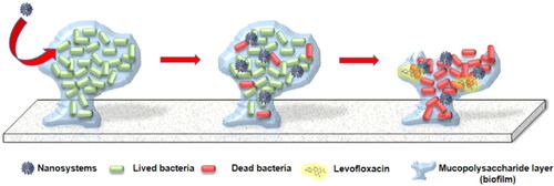 Figure 5. A novel nanoantibiotic has been developed, which comprises mesoporous silica nanoparticles (MSNs) loaded with the antibacterial ingredient LEVO and grafted with ConA outside the body. This design has been shown to selectively identify and attach to specific glycans. Reproduced with permission from (Martínez-Carmona et al., Citation2019).