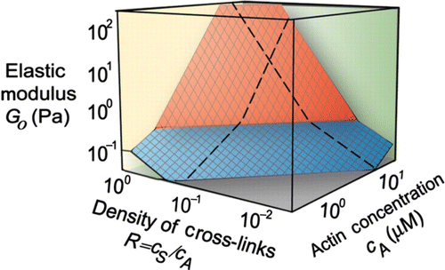 Figure 10. State diagram showing variations of elasticity due to changes of the actin concentration or changes of the cross-linker density (c s represents the concentration of the cross-linker scruin). By varying these factors, the elastic modulus can be varied by more than three orders of magnitude. The elasticity can be distinguished in two different regimes: a linear regime arises for small values of R and c A up to large strains without any stiffening effects (blue plane). A nonlinear regime arises for large values of R and c A even under small deformations (red plane). The elasticity increases under increasing strain. Reprint from Gardel et al. Citation14 with permission from AAAS.