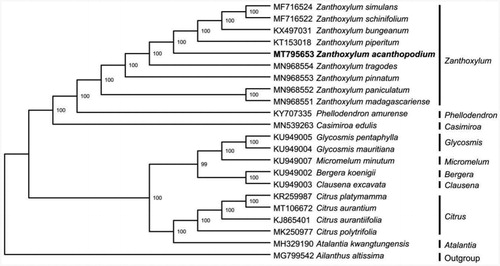 Figure 1. ML phylogenetic tree showing the phylogenetic position of Zanthoxylum acanthopodium based on the complete chloroplast genome sequences of 22 species. Bootstrap support values (1000 replicates) are shown next to the nodes.